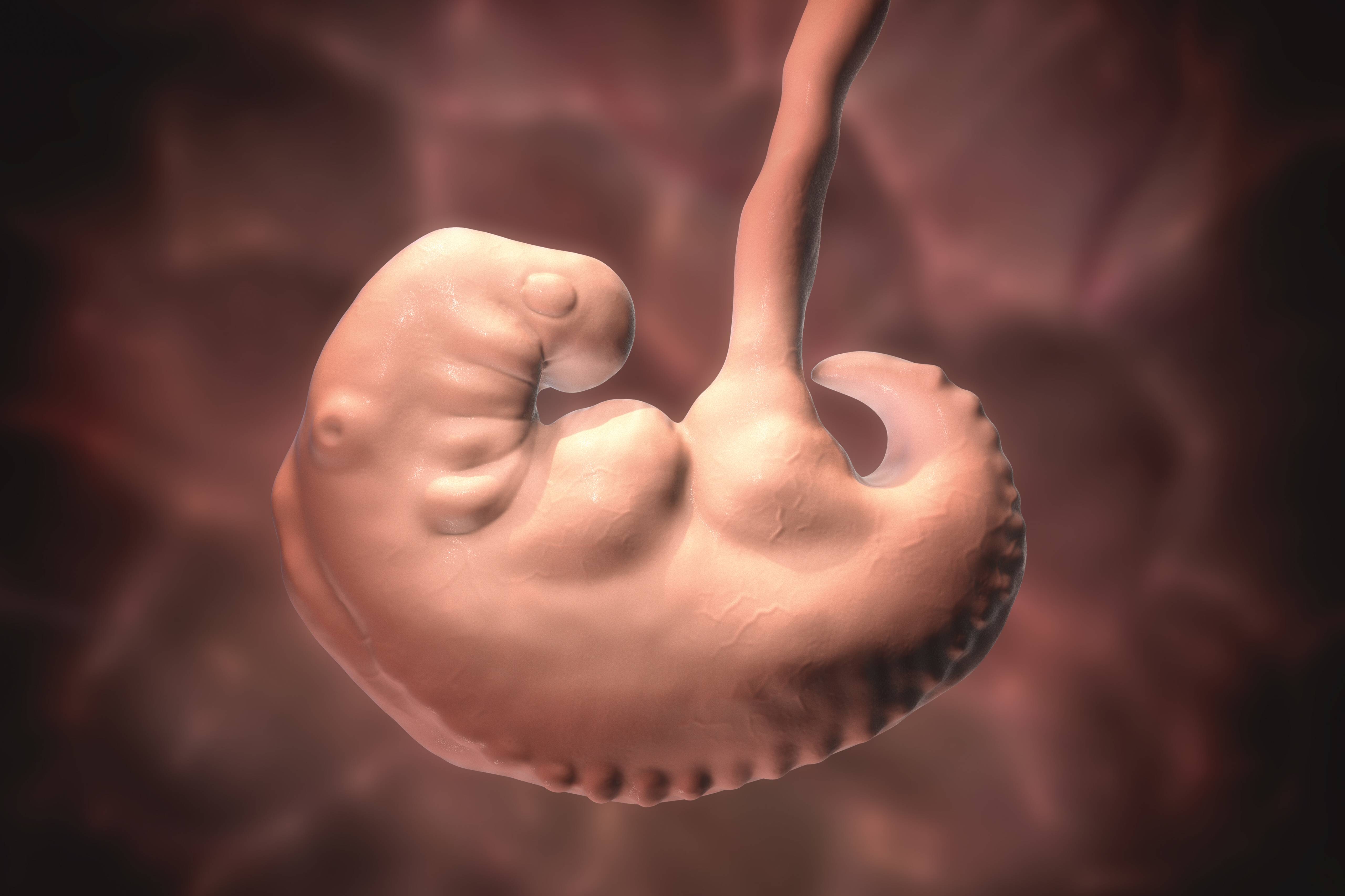 Плод сроком 4 недели. Эмбрион на 4 неделе беременности.